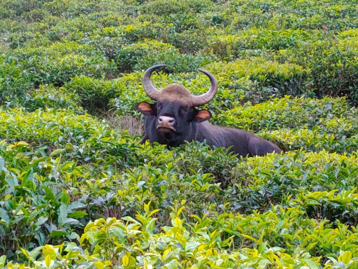 Ark Heritage Coonoor Ngoại thất bức ảnh
